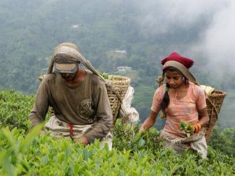 Чай черный с манго, Кумари, 100г.  Nepal MANGO Black Tea, Kumari.