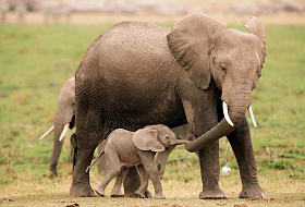 В Индии, как и в Китае, слон является священным животным. 